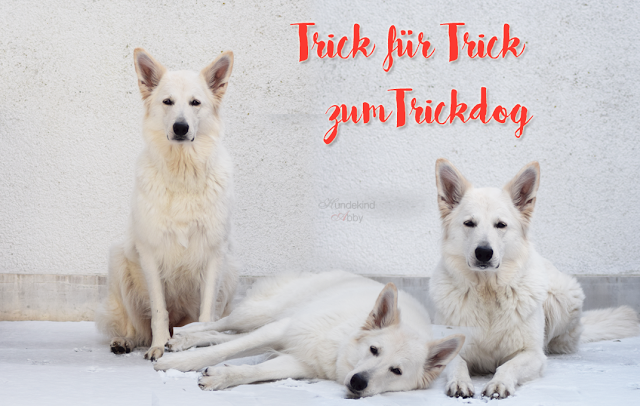 TrickfuerTrick-1 %Hundeblog