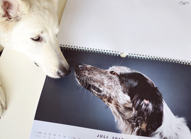 Kalender-Kuss-1 %Hundeblog